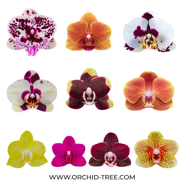 Phalaenopsis Seedling Combo SS | Pack of 10