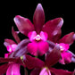 Cattleya (Lc.) Sagarik Wax - BS