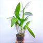 Dendrobium Sairung Bangkok - BS