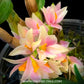 Dendrobium Sakurako - BS