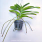 Vanda Sandy Gold - BS