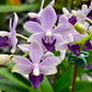 Phalaenopsis Tzu Chiang Sapphire 'Blue' - BS