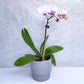 Sapporo Ceramic Pot