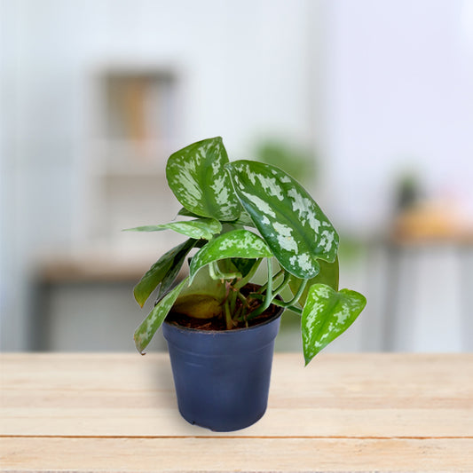 Scindapsus Pictus / Silver Satin Pothos