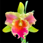 Cattleya (Rlc.) Amazing Thailand 'Rainbow' Orchid Plant - BS