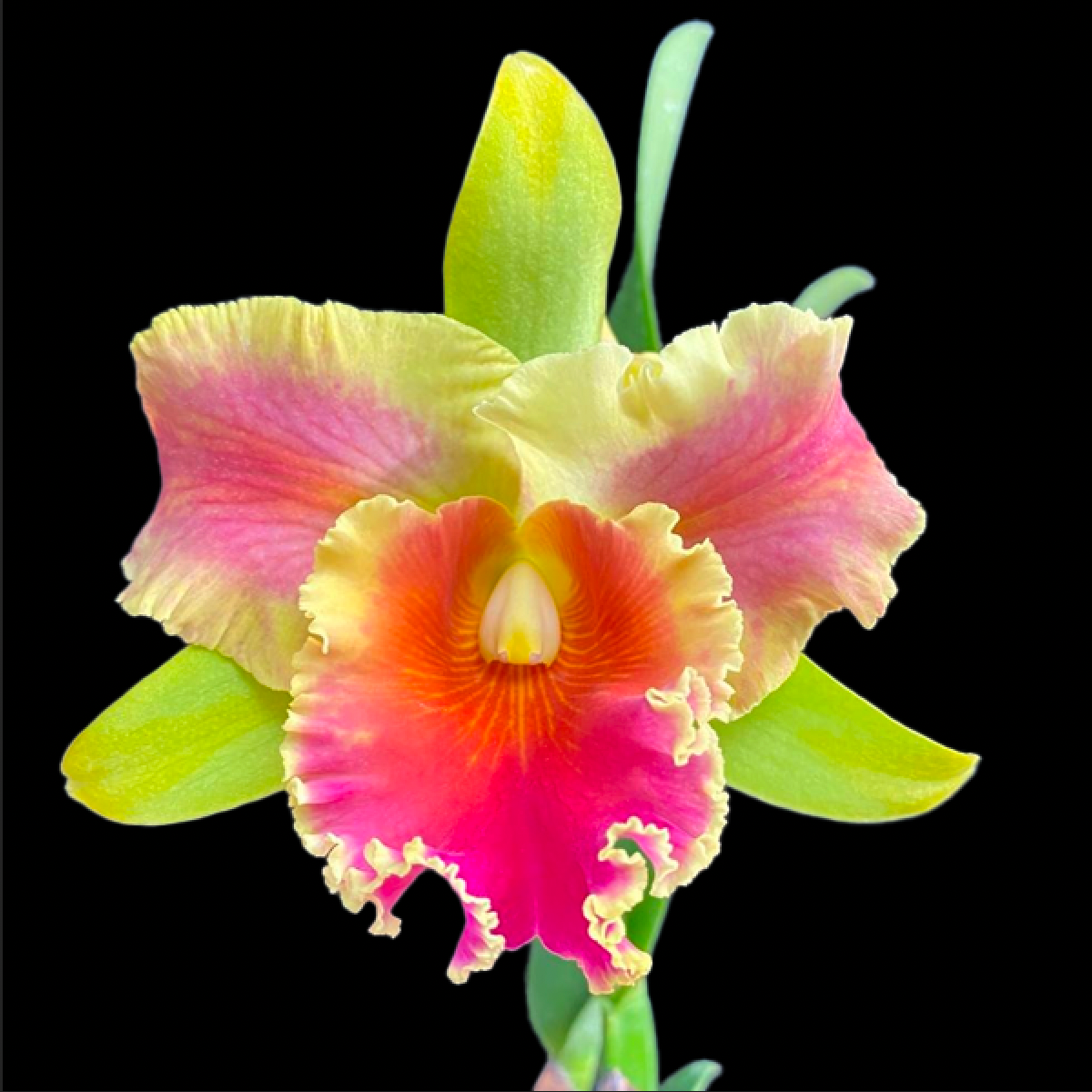 Cattleya (Rlc.) Amazing Thailand 'Rainbow' Orchid Plant - BS