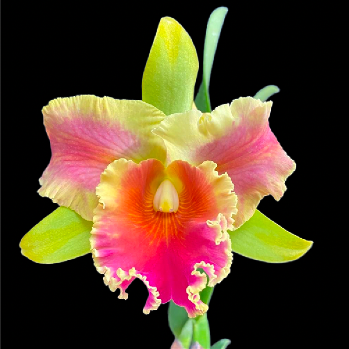 Cattleya (Rlc.) Amazing Thailand Orchid Plant - BS