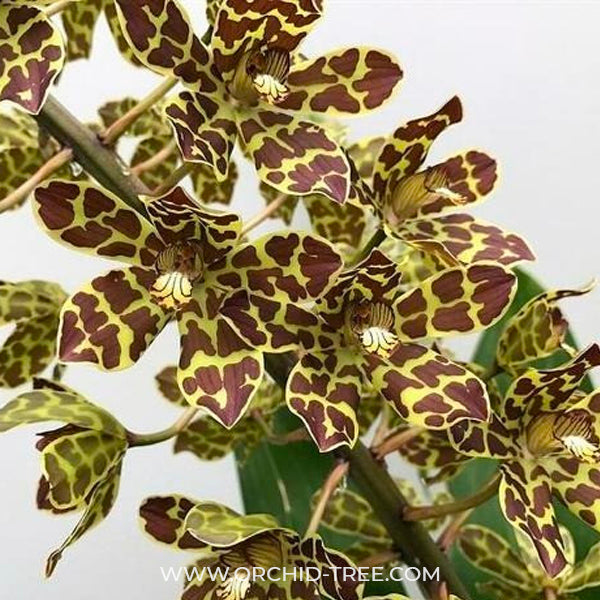 Grammatophyllum scriptum sp. - BS - Buy Orchids Plants Online by Orchid-Tree.com