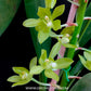 Grammatophyllum scriptum var citrinum sp. -  BS - Buy Orchids Plants Online by Orchid-Tree.com