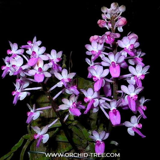 Seidenfadenia mitrata sp. Orchid Plant - BS