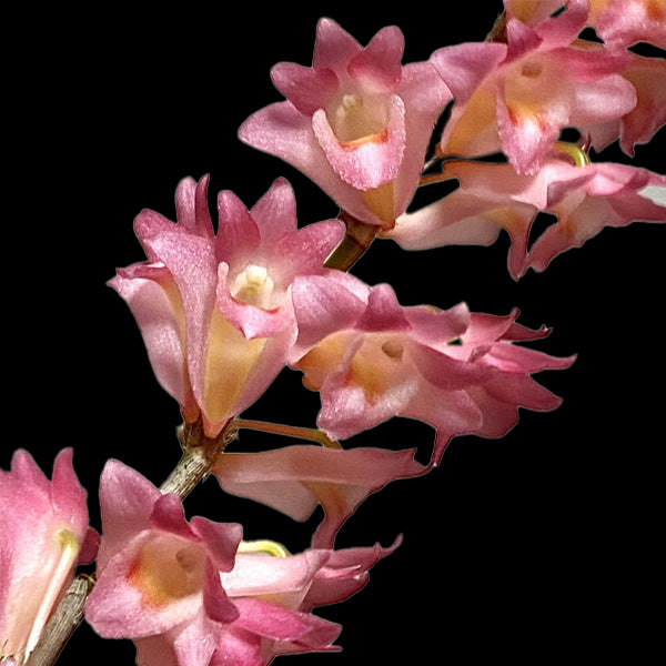 Dendrobium Sekarpuro Orchid Plant - BS