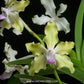 Vanda tessellata var. semi alba sp. - BS