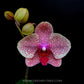 Phalaenopsis Sesame - FF - Buy Orchids Plants Online by Orchid-Tree.com