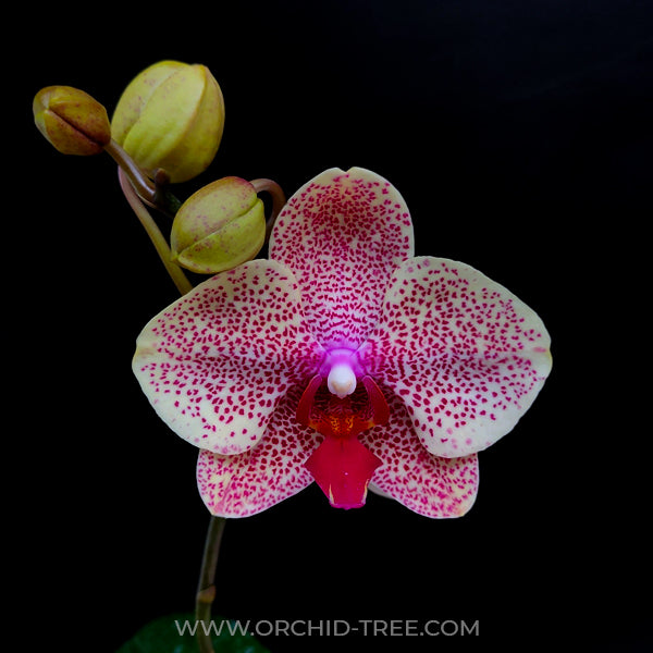 Phalaenopsis Sesame - FF - Buy Orchids Plants Online by Orchid-Tree.com