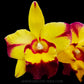 Cattleya Shang Ding Beauty - Without Flowers | BS - Buy Orchids Plants Online by Orchid-Tree.com