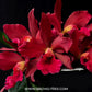 Cattleya (Ctt.) India Rose Sherwood - BS