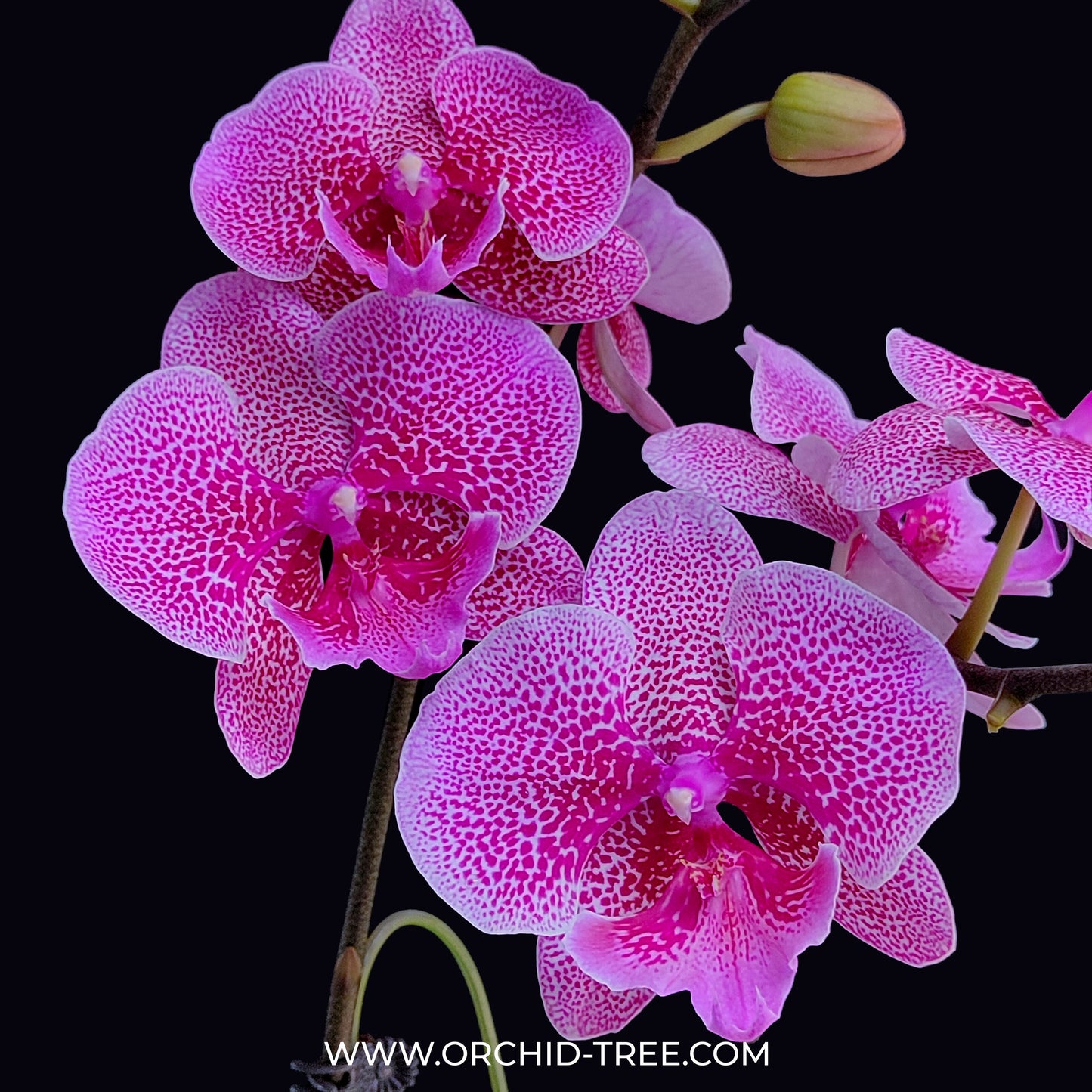 Phalaenopsis Shu Long First Kiss - FF - Buy Orchids Plants Online by Orchid-Tree.com