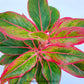 Aglonema | 6 Varieties