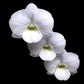 Dendrobium Snowy White x Burana White - Without Flowers | BS