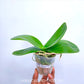 Phalaenopsis Sogo Blackadder - With Spike | FF