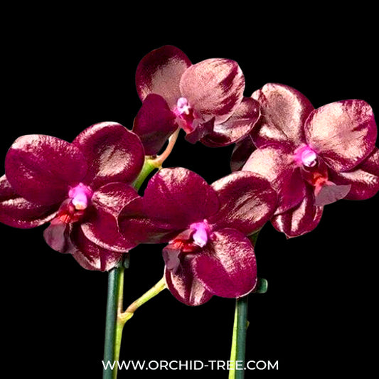 Phalaenopsis Sogo Relex '1661' Orchid Plant - BS