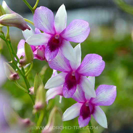 Dendrobium Somrak Candy Orchid Plant - BS