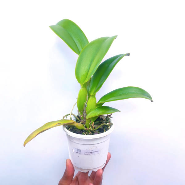 Cattleya (Rlc.) Song Kwae Gold #3 - BS - Buy Orchids Plants Online by Orchid-Tree.com