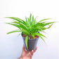 Spathoglottis Yellow Red Lip - BS