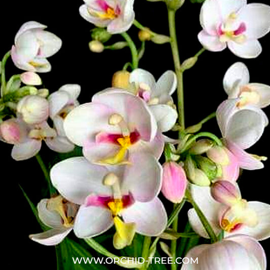 Spathoglottis White Red Lip Orchid Plant - BS