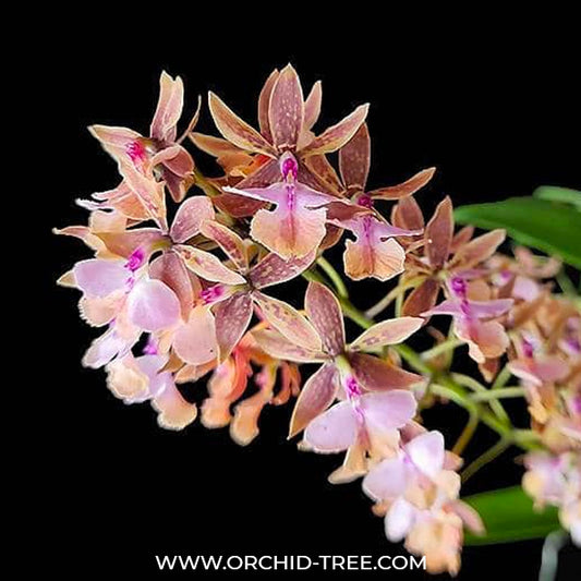 Epidendrum stamfordianum var. Pink - BS
