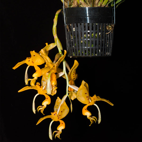 Stanhopea jenischiana sp. - BS