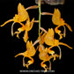 Stanhopea jenischiana sp. - BS