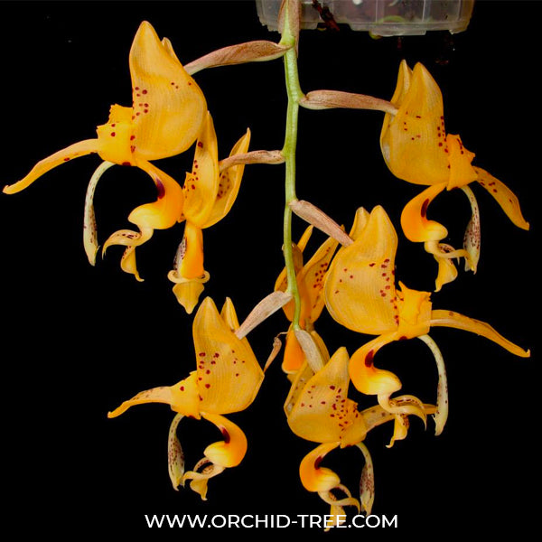 Stanhopea jenischiana sp. - BS