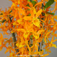 Dendrobium Nobile Stardust 'Firebird' Orchid Plant - FF
