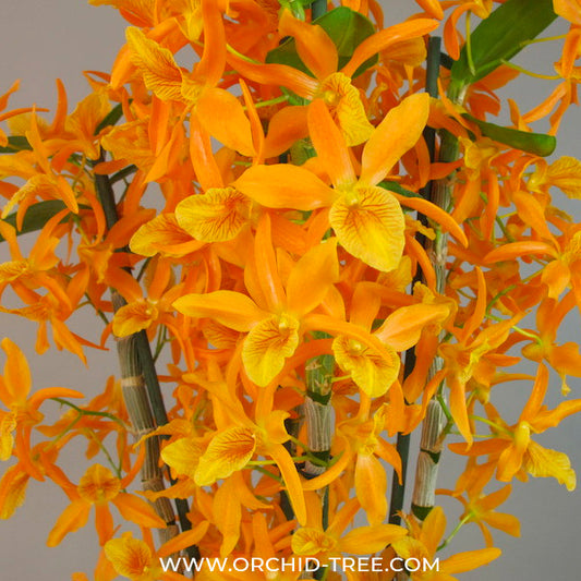 Dendrobium Nobile Stardust 'Firebird' Orchid Plant - FF