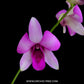 Dendrobium Sugar Pink - BS
