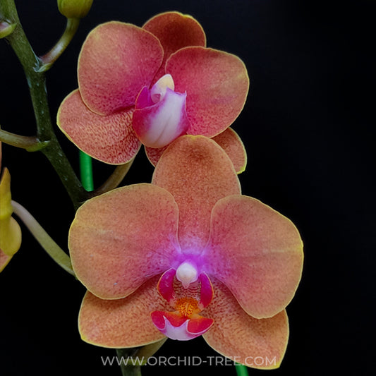 Phalaenopsis Sunflower Berry Orchid Plant- FF