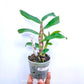 Dendrobium Gatton Sunray - BS