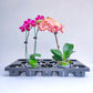 Phalaenopsis Tray | 14 Holes