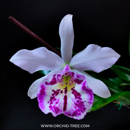 Cattleya Taiwan Big Lip - BS