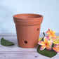Terracotta Orchid Pot 6 Inch