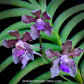 Vanda tessellata 'Blue' - BS