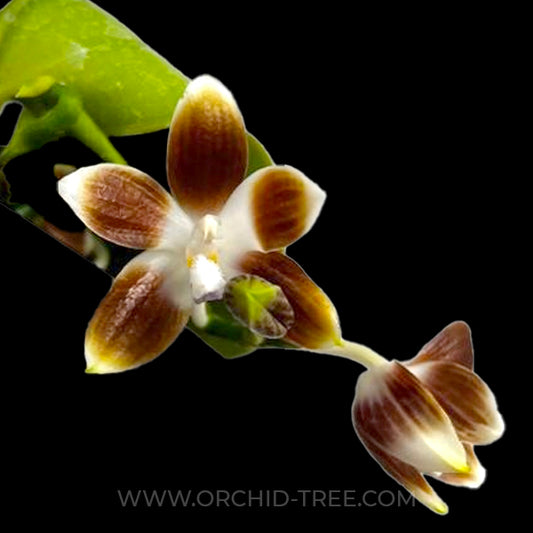 Phalaenopsis tetraspis var. coffee sp. - BS