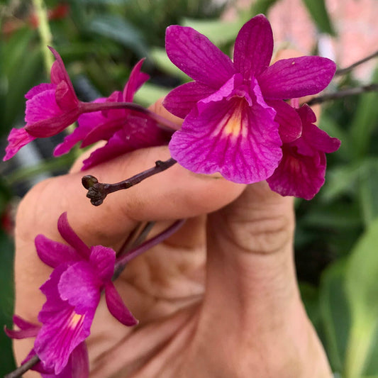 Cattleya Tetratonia Dark Prince Orchid Plant - BS