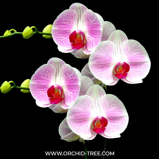Phalaenopsis Tinny Honey Orchid Plant - FF