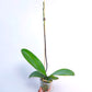 Phalaenopsis Tinny Honey - BS