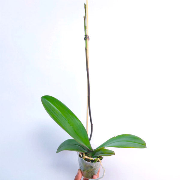 Phalaenopsis Tinny Honey - BS