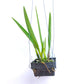 Cattleya Encyvola Jairak Treasure 'Turaco' - BS