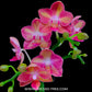 Phalaenopsis Tying Shin Splash - FF