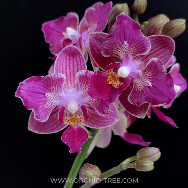 Phalaenopsis Tying Shin Sweet Girl Orchid Plant - FF